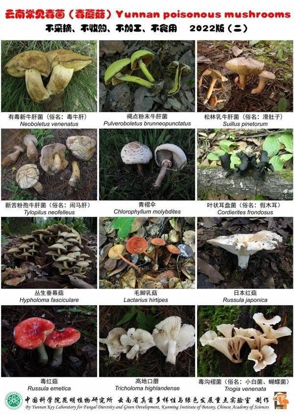 富牛网 “门朝我飞过来了！”误食毒蘑菇后果可不只是有幻觉  千万别大意